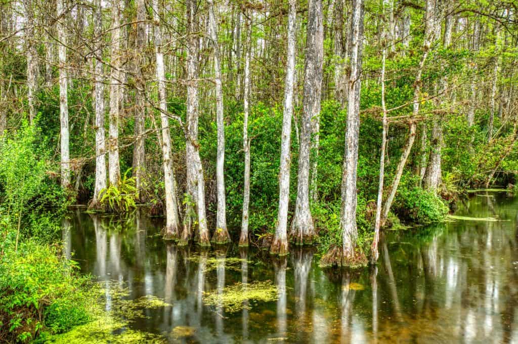 Cypress Trees stand in the marshes in Big Cypress National Preserve, one of the best things to do in the Everglades.