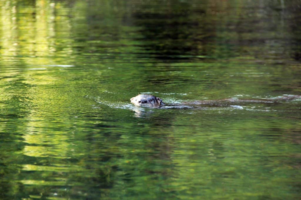 Fittingly, an otter swims in the cool waters of Otter Springs, one of the best Florida springs with camping.