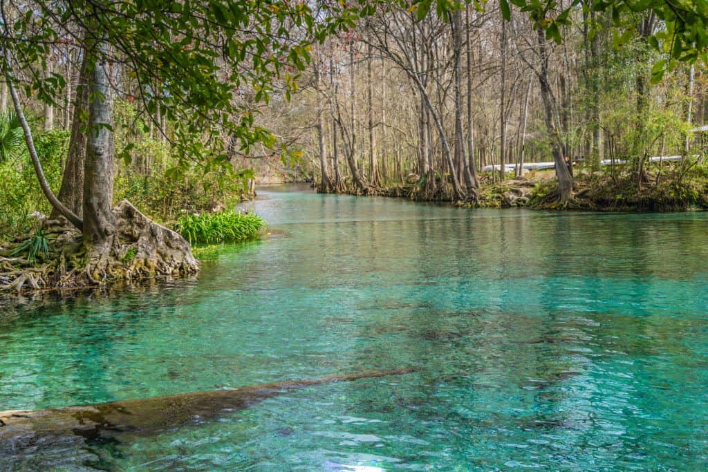 The aquamarine waters of Weeki Wachee winds through trees and over logs seen through the clear water, one of the best Florida springs with camping.