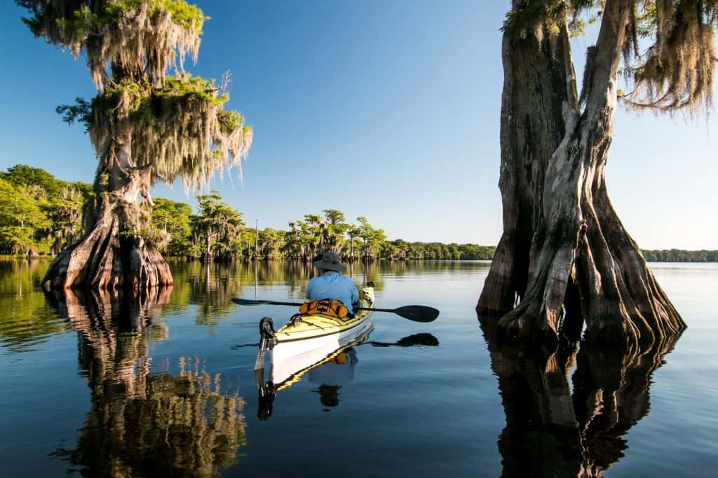 A kayaker paddles between two giant Bald Cypress trees jutting out from the water in the middle of Blue Cypress Lake.