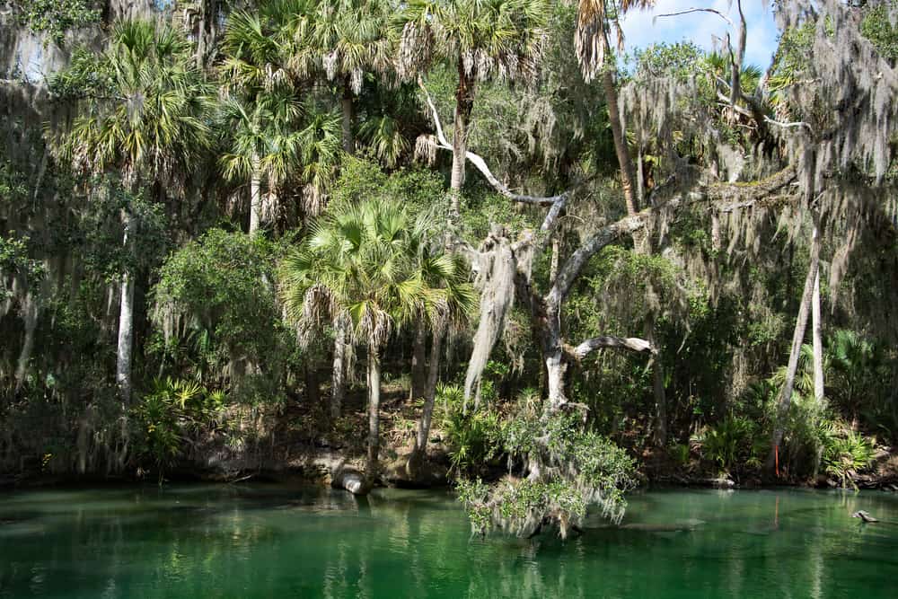 Trees dripping with Spanish moss hang over the green waters of Blue Springs Run, one of the best places for kayaking in Florida.