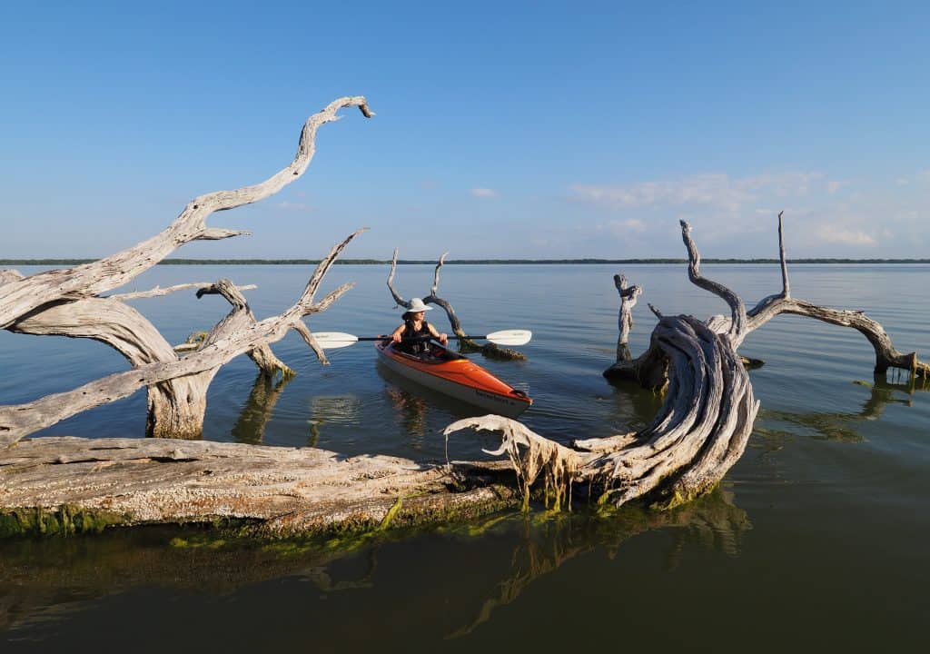 A kayaker paddles between the dried branches while kayaking in the Everglades.