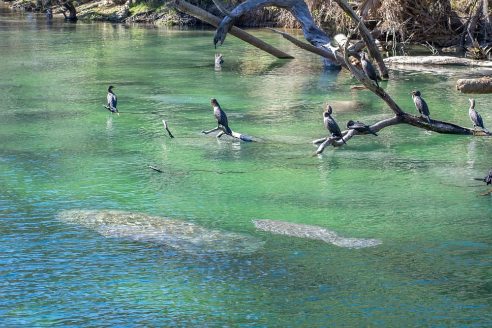 Manatees swimming in Blue Springs State Park
