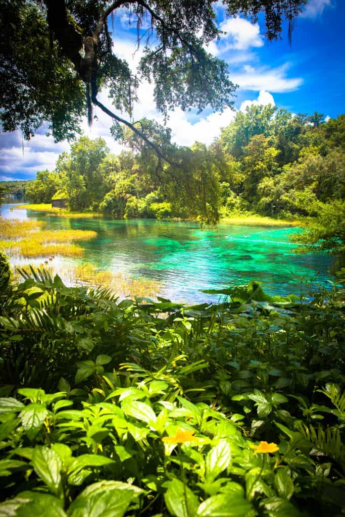 The emerald green waters of Rainbow Springs are seen through a lush bed of plants, one of the best springs near Tampa.