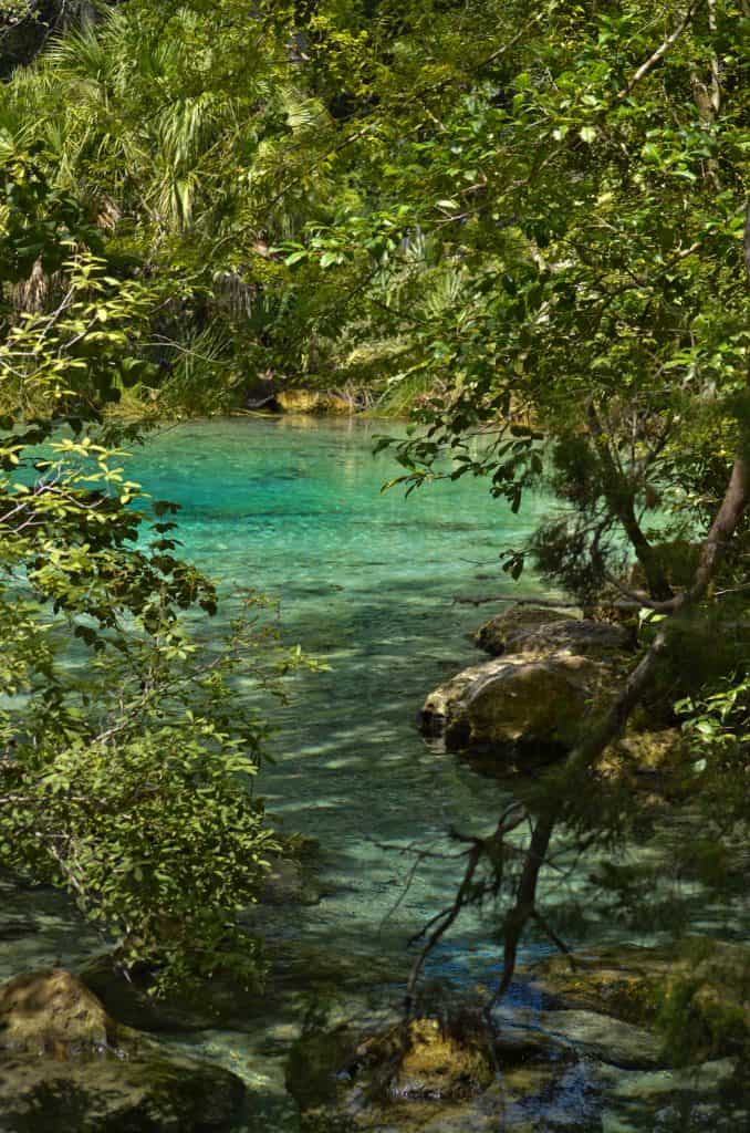Through the foliage, the crisp, clear waters of Pitt Springs flows in the Ecofina Recreation Area, one of the best things to do in Panama City.