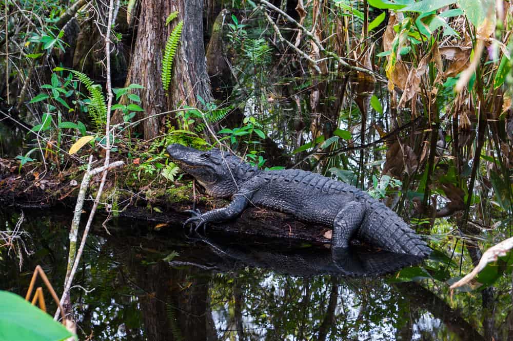 Plan to learn about alligators and their behaviors and the ecosystem in the Everglades National Park
