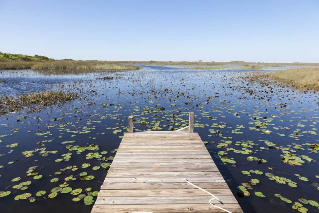 A dock leads out to the waters of the Everglades, dotted with lillies.