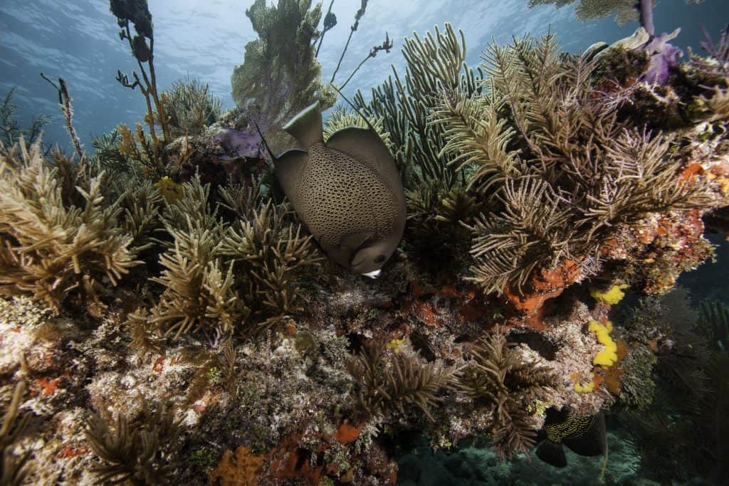 A fish swims in the coral reefs of John Pennekamp Coral Reef State Park.