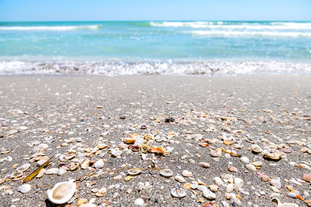 Head to Anna Maria Island on the Gulf Coast for some of the best Florida Beaches with shells. 