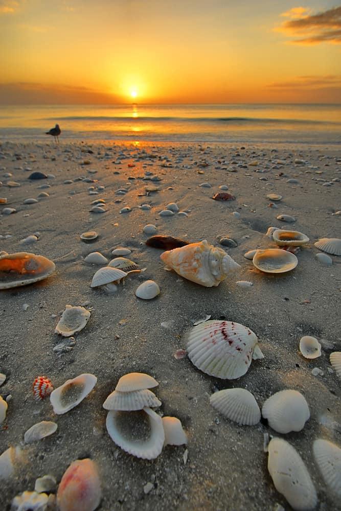 Head to Marco Island if looking for the rare Junonia shells