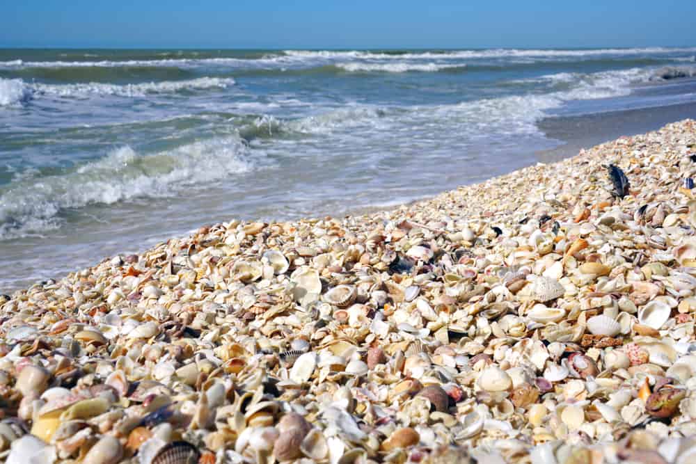 Sanibel Island is one of the best shelling beaches in Florida.