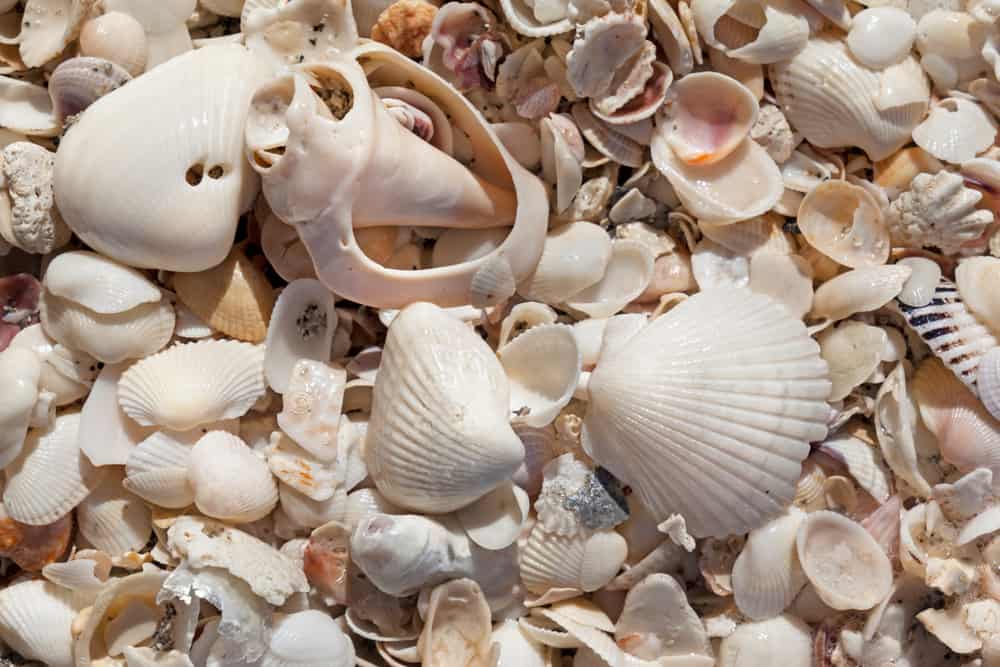 Florida shelling is a great hobby for all ages to try during the beach outing