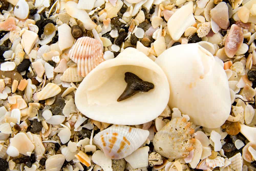 Head to Venice Beach if on the hunt for sharks teeth and seashells in Florida.