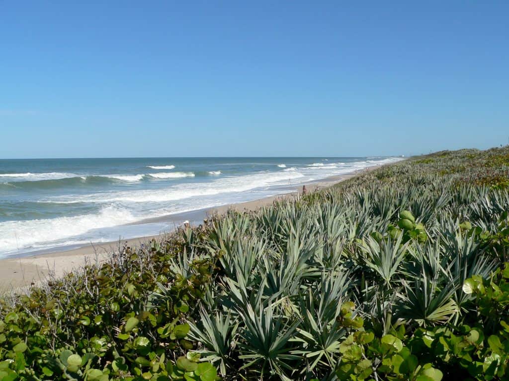 The rich foliage provides a gorgeous backdrop for Playalinda Beach, one of the best nude beaches in Florida. 