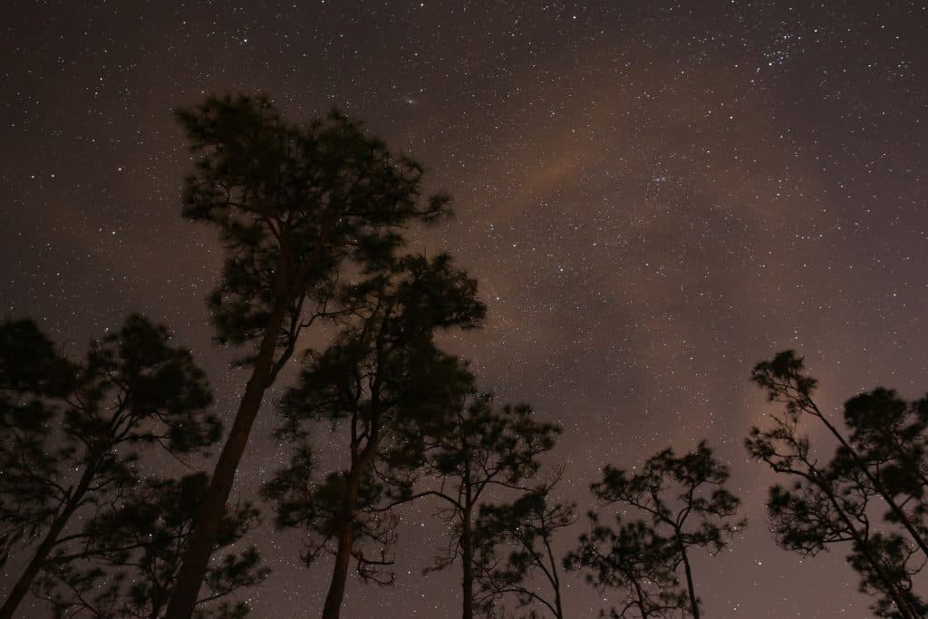 Above the tall trees of the Everglades, the night sky twinkles with stars and planets.
