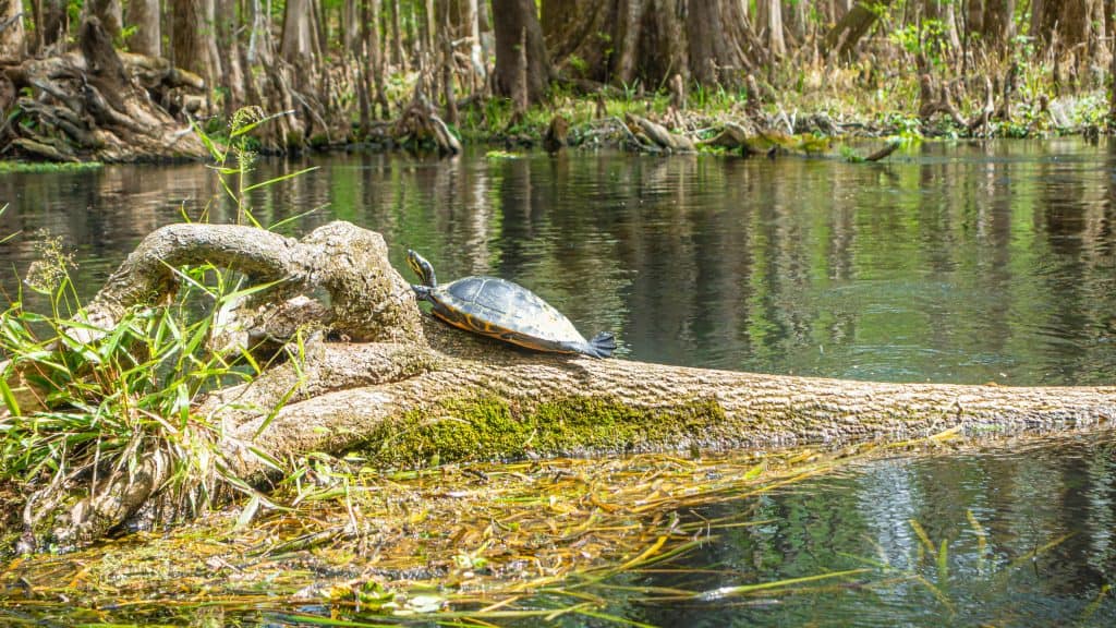 Photo of a turtle sunning on a branch in the Suwannee River