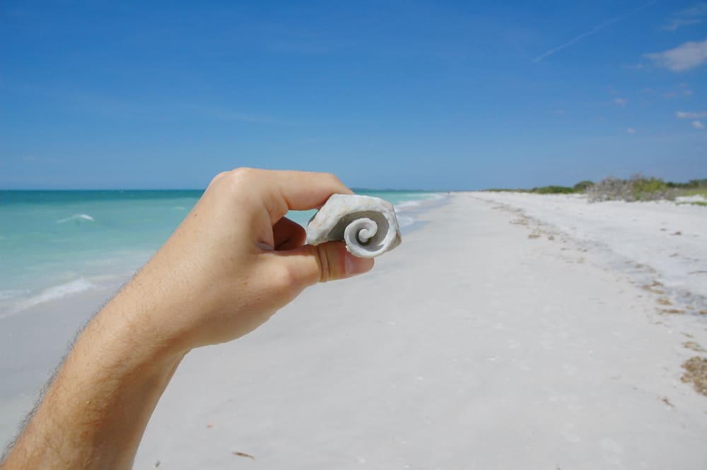 Someone holding a shell on Caladesi beach