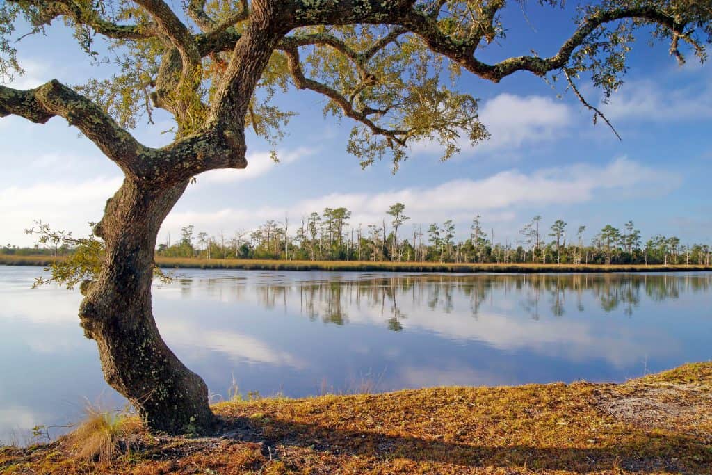 A tree provides shade near the river in Sopchoppy, Florida.