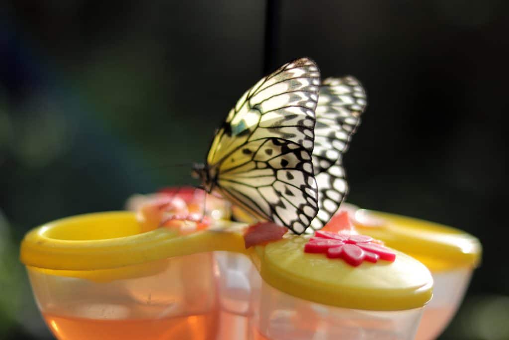 A butterfly sits on a feeder in the Key West Butterfly and Nature Conservatory.