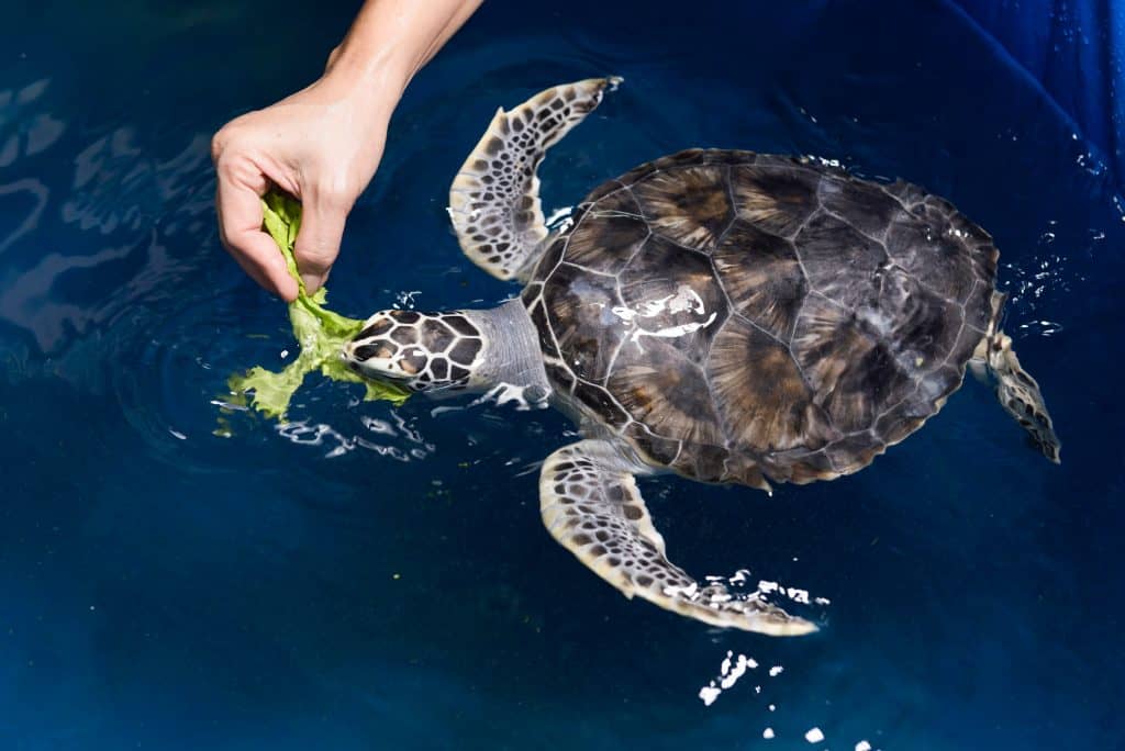 A rehabilitated sea turtle chomps on some greens in the Sea Turtle Hospital.