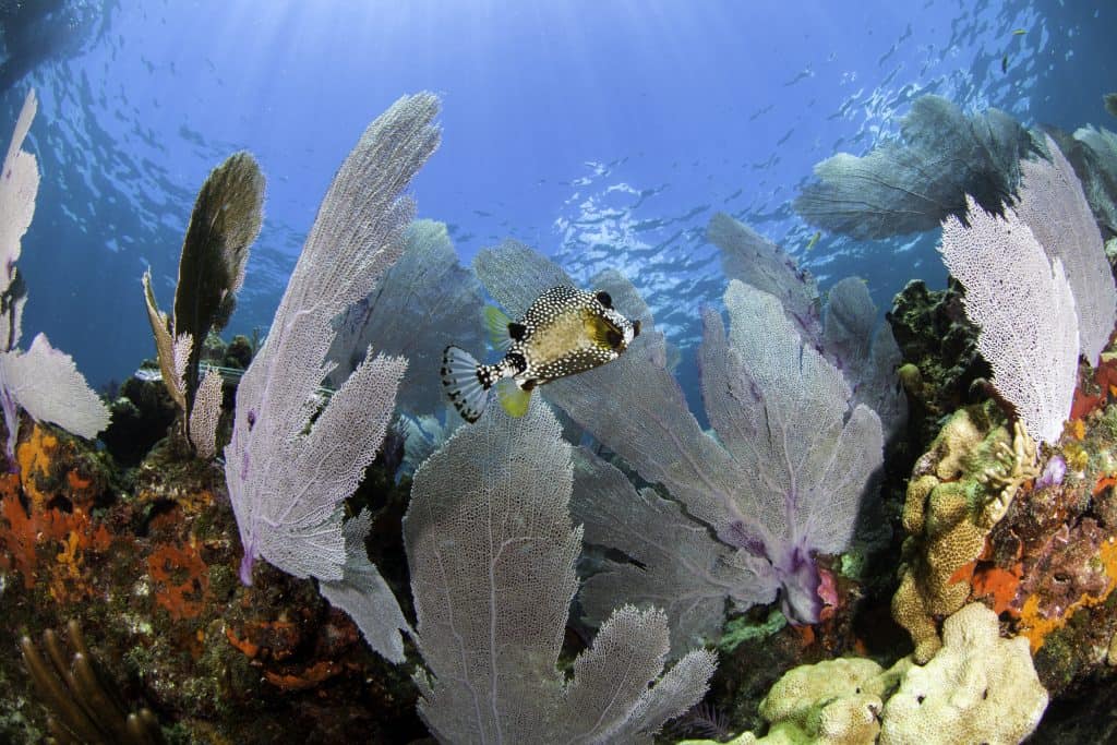 Photo underwater of the coral reef in the Florida Keys . 