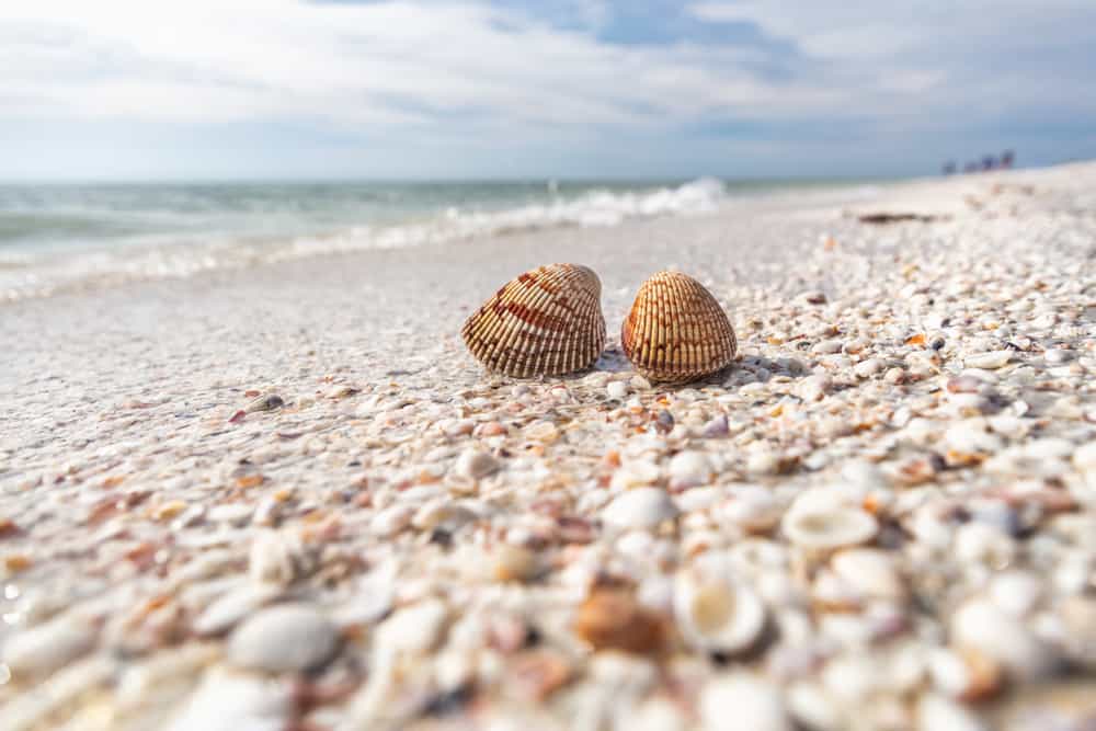 Shells on a beach in Sanibel, an option for shelling during girls getaways in Florida.
