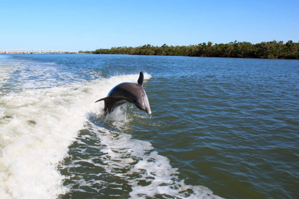 A dolphin jumps out of the water on one of the best Naples boat trips.