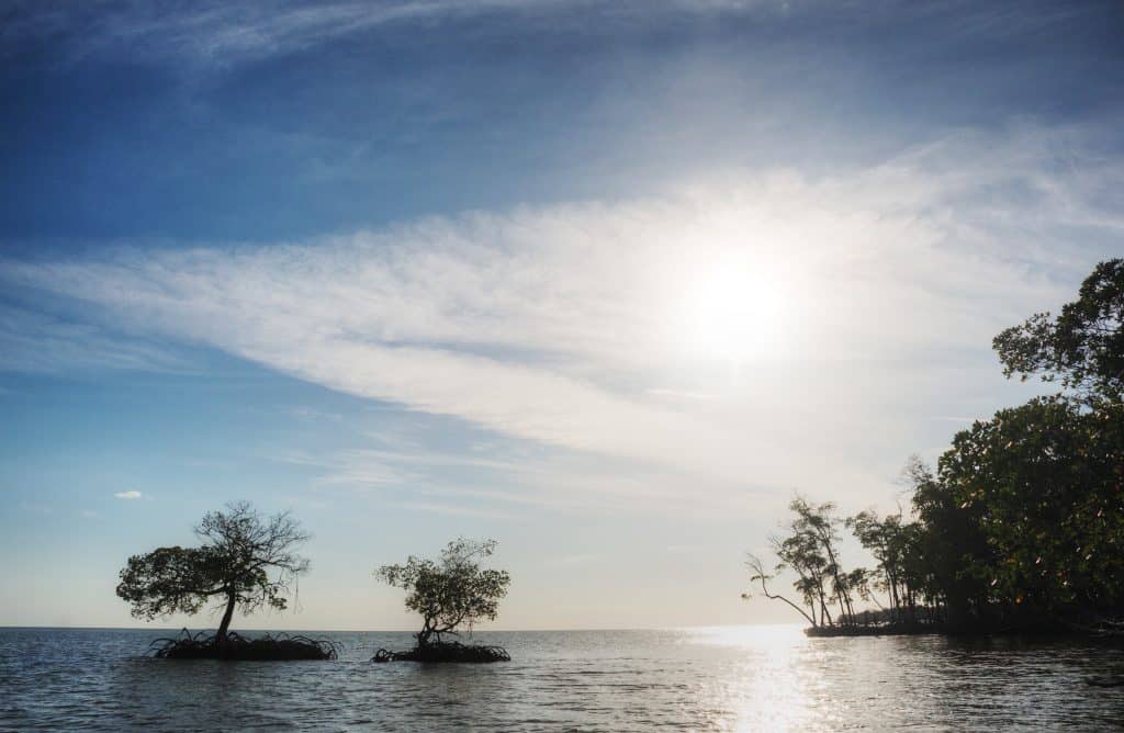 Two small islands house trees in the Ten Thousand Islands, as seen from one of the best Naples boat tours.