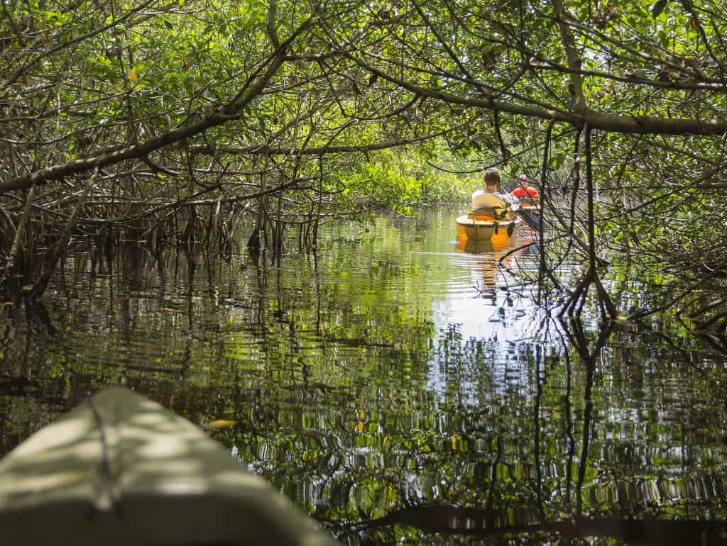 Kayakers wind through the mangrove forests on one of the best Naples boat trips.