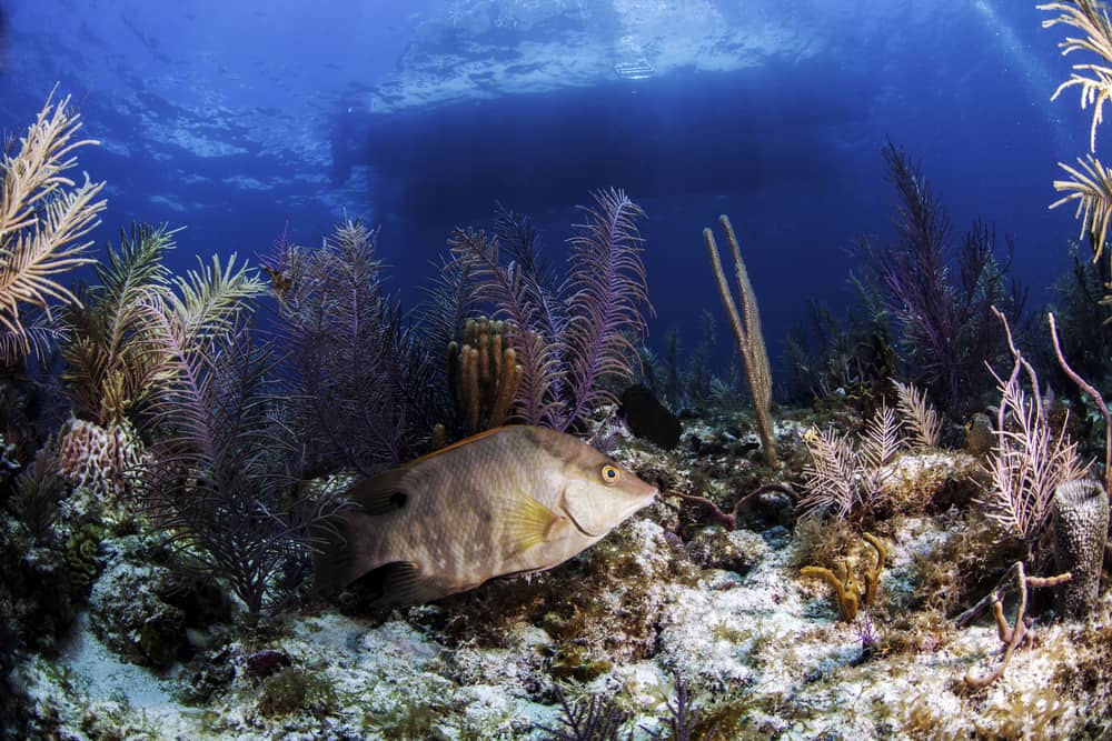 Hog Heaven in Fort Lauderdale is a wreck where you could spot a hogfish or a lionfish if you're lucky!