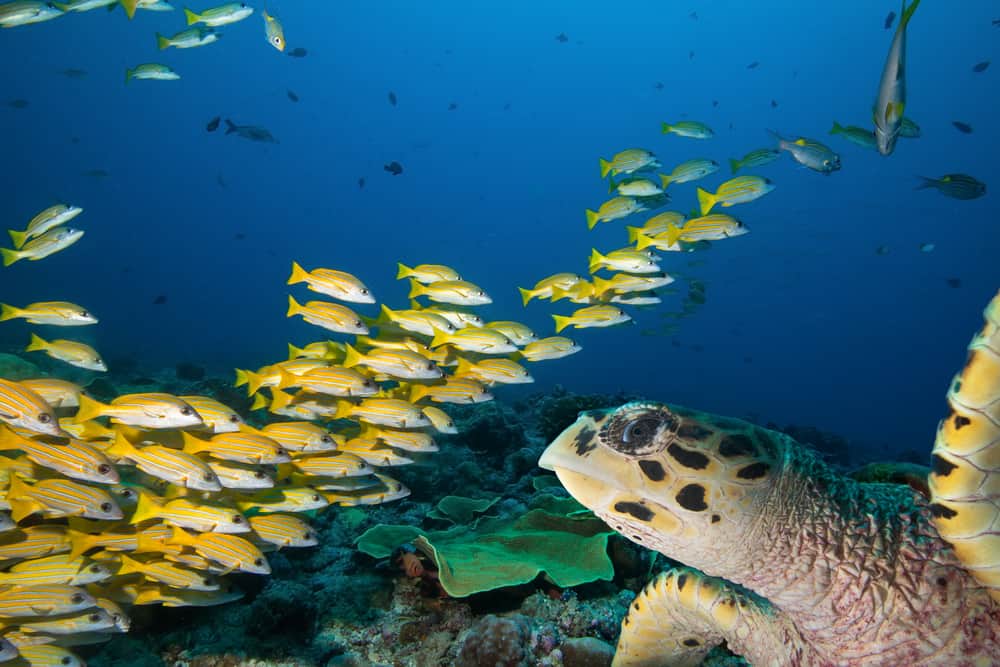 Jupiter is quickly becoming a very popular scuba diving in florida spot due to the large variety of marine life.