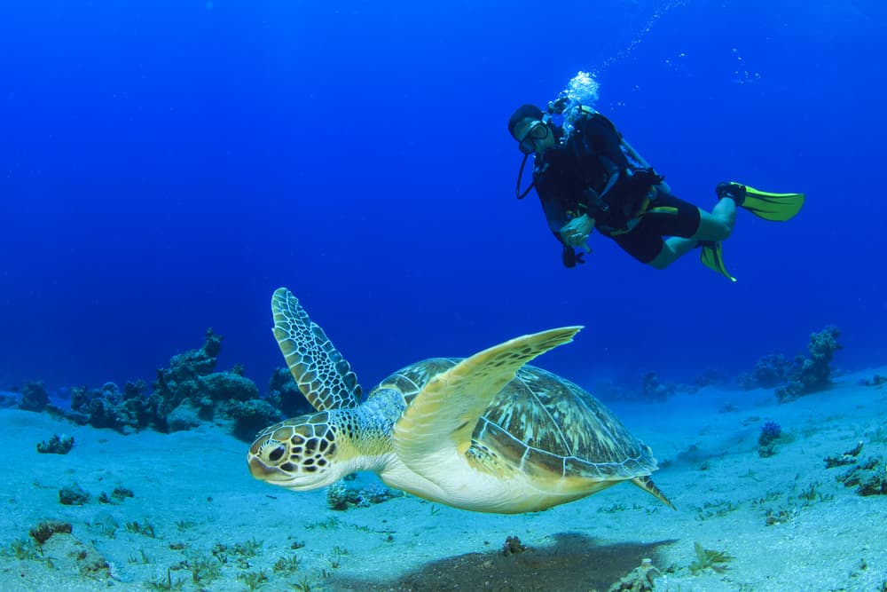 Key West is a great place to see some sea turtles when scuba diving in Florida!