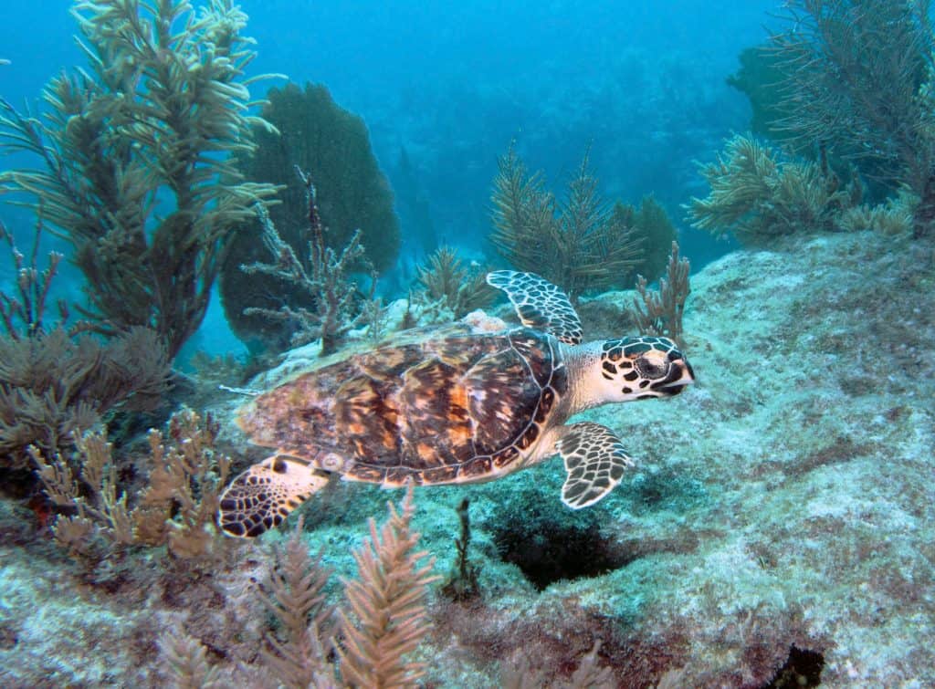 A sea turtle swims in the waters of Key Largo, one of the best day trips from Miami.