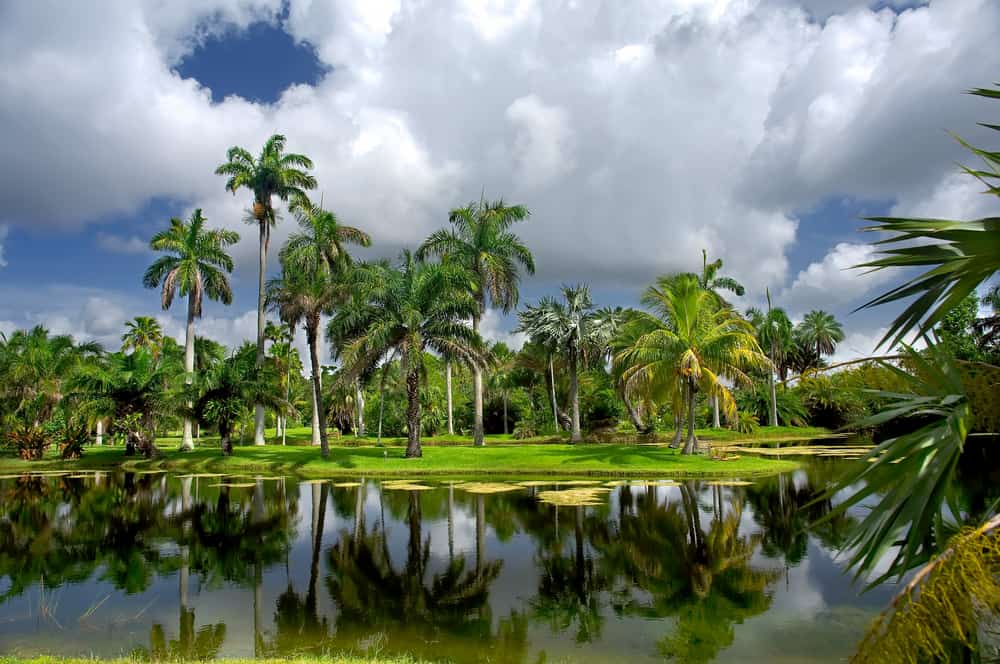 Palm trees create tropical paradise reflected on the water at beautiful botanic gardens is a great place to visit for any florida trips