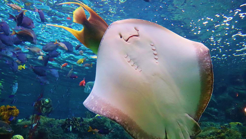 A stingray swims in front of a background of various coral reef fish.