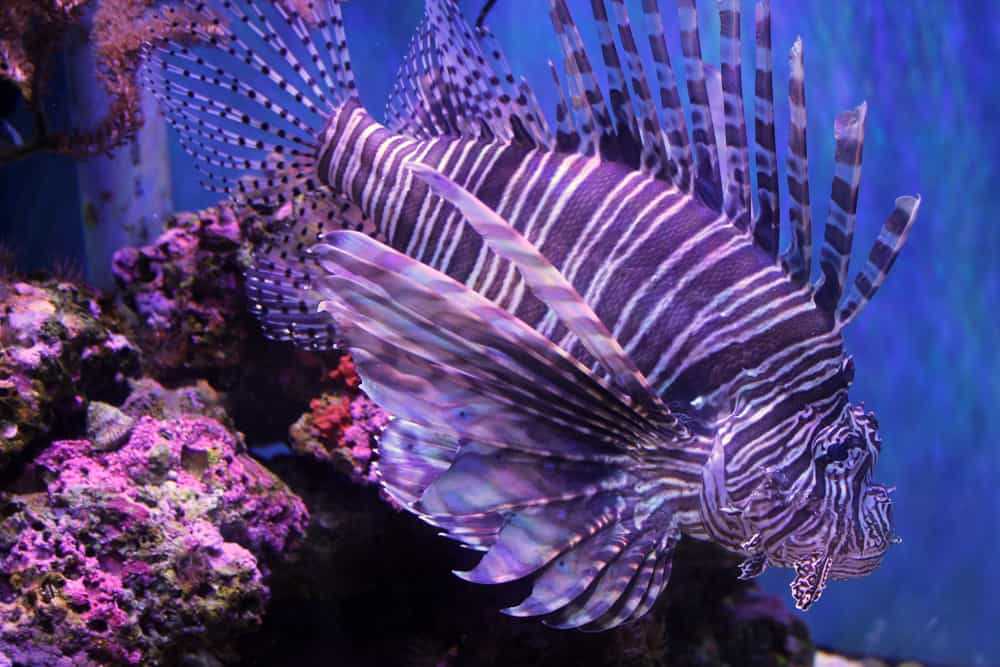 One of the majestic lionfish swimming in front of coral.