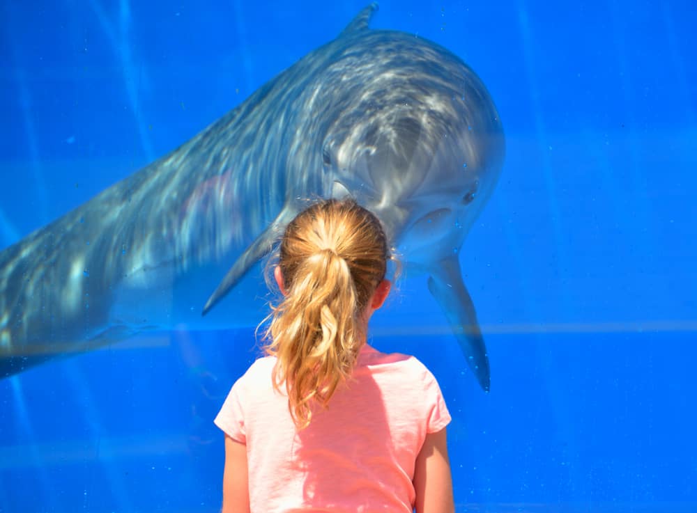 Little girl greeting a dolphin at the St. Augustine Aquarium.