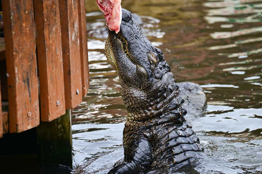 Florida alligator being hand fed.
