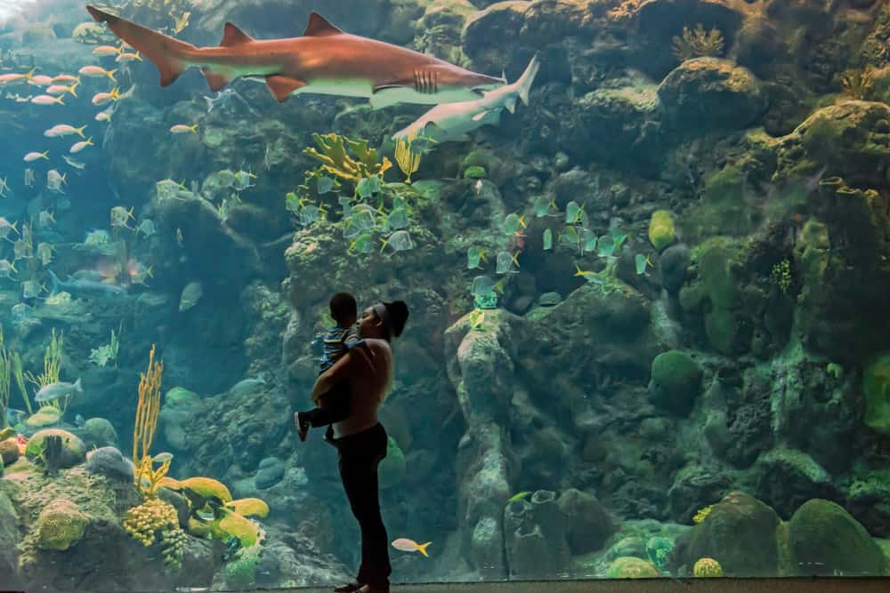 A woman and child in front of the large aquarium tank with sharks and fish swimming in front of coral reefs at The Florida Aquarium.