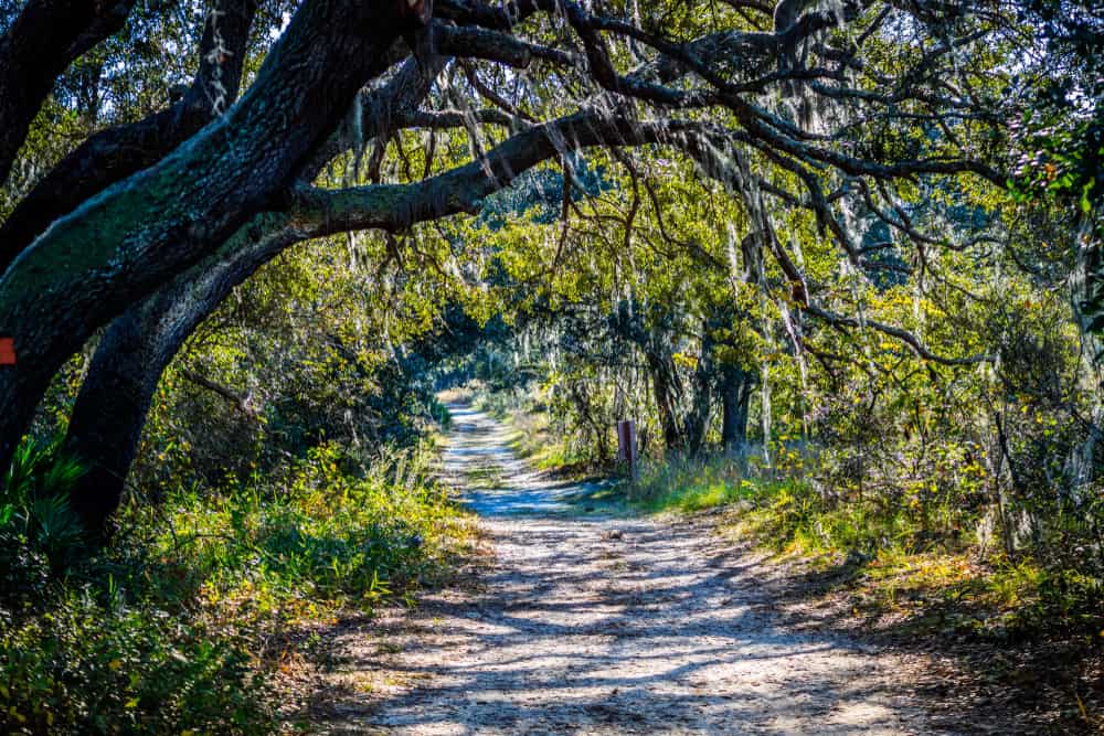 This mossy trail shows the one of the best nature hikes in Orlando. 