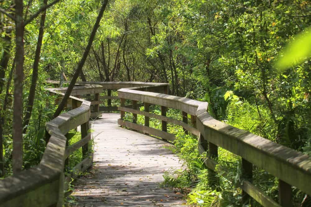 This winding boardwalk is a part of the Mead Botanical Trail, a great nature hike in Orlando. 