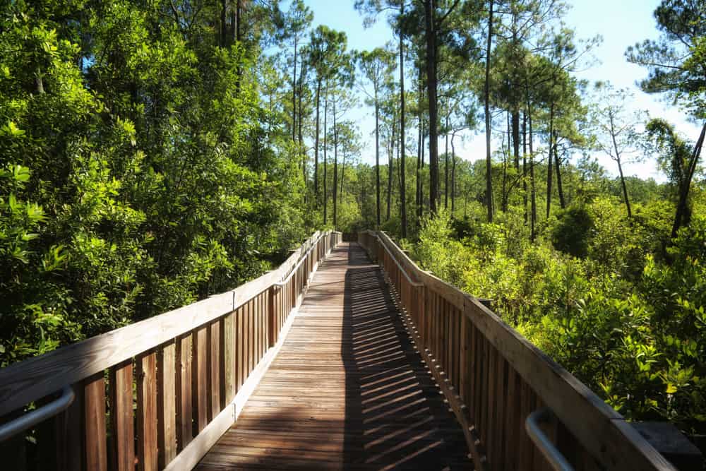 This incredible boardwalk is a part of the Tibet-Butler hiking trail in Orlando. 