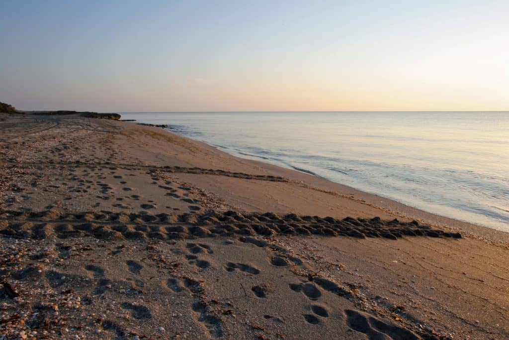 Tracks left by turtles heading back out into the Atlantic are left on the beaches of Jupiter