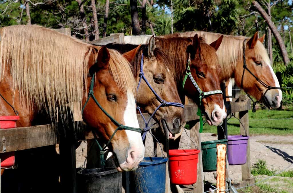 Horses are ready to ride at Jonathan Dickinson State Park