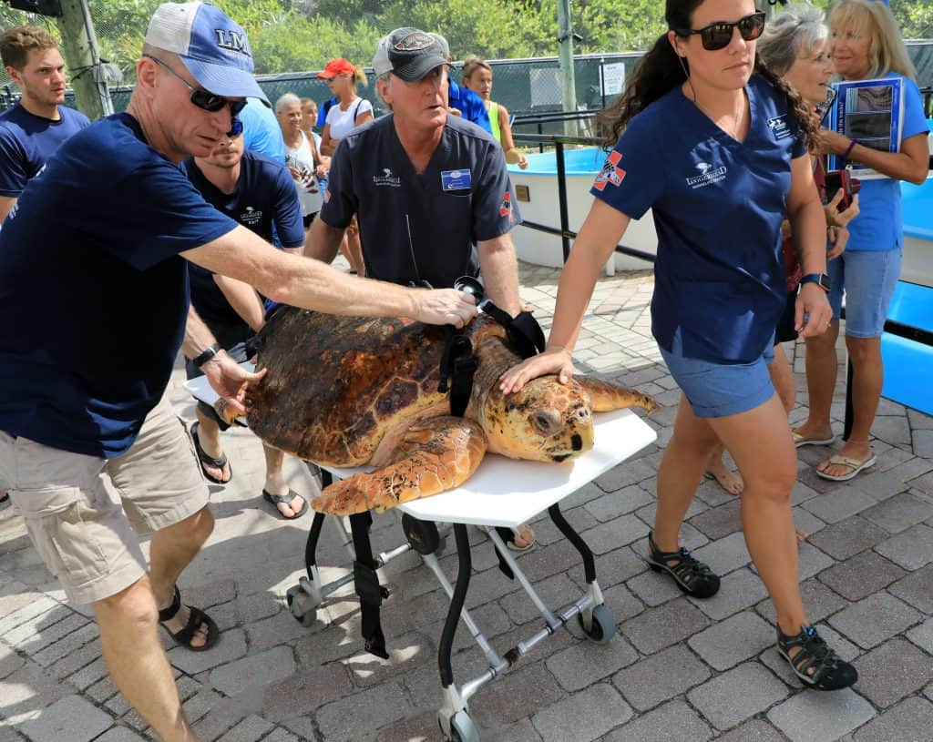 Workers and volunteer transport a sea turtle in need of medical assistance to the Loggerhead Marinelife Outdoor Turtle Hospital.