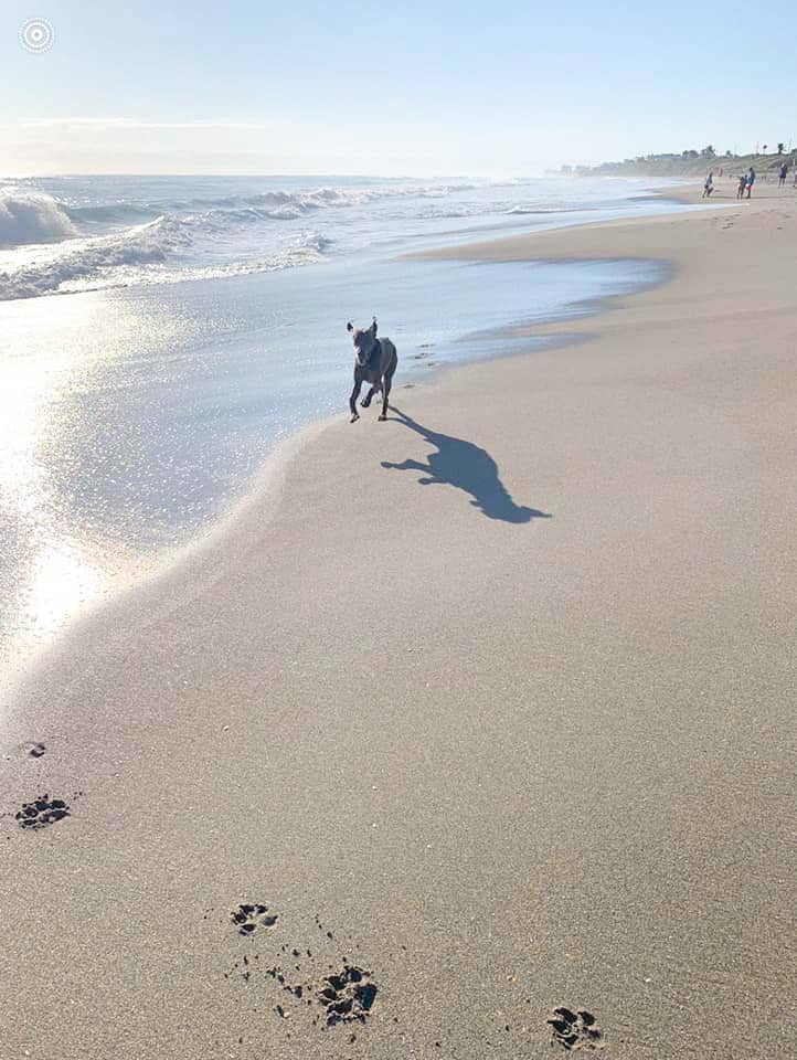 A Weimaraner runs through the shore of the dog beach, one of the best things to do in Jupiter.
