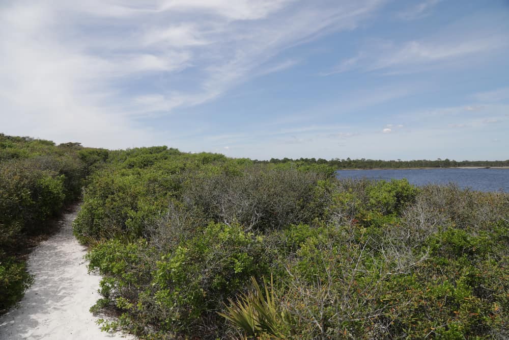 A natural trail through brush at Grayton Beach State Park, one of the best things to do in Seaside, Florida.
