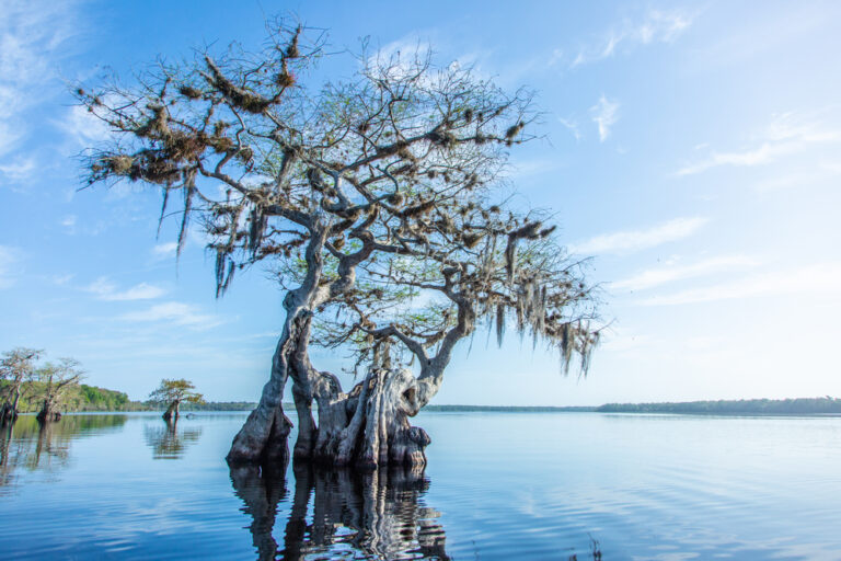 10 Best Places For Kayaking In Orlando And Nearby Florida Trippers