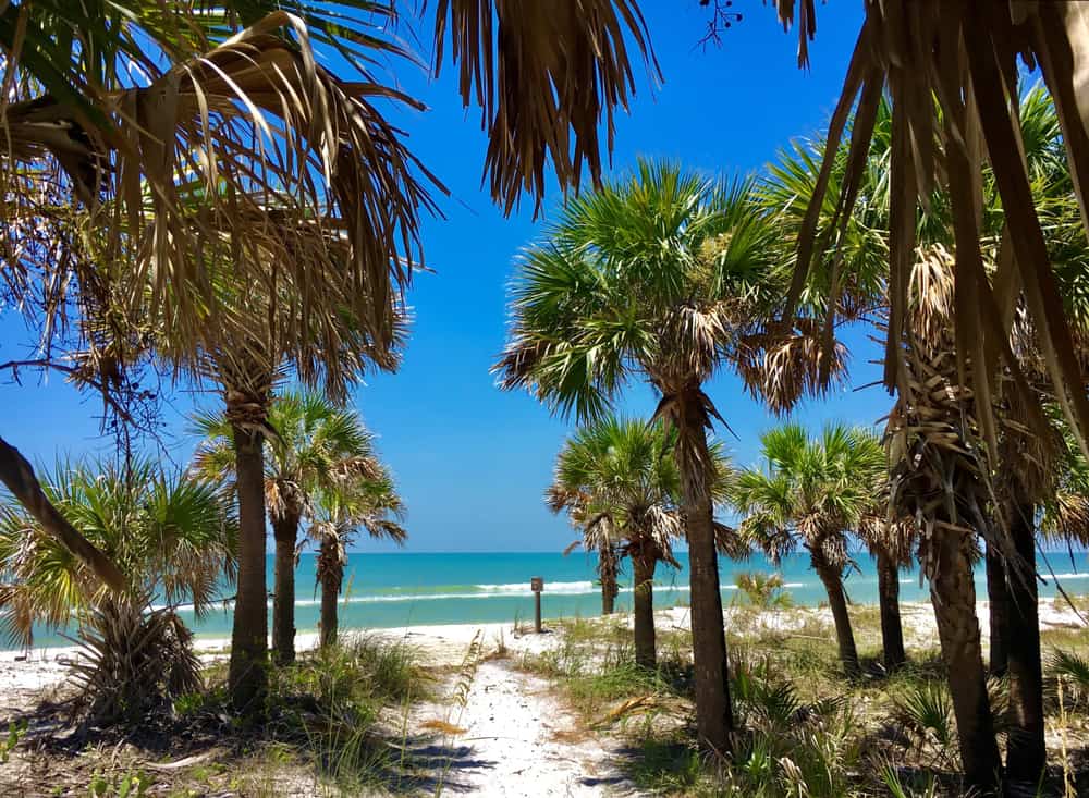 A sandy trail through palm trees to the beach at Caladesi Island State Park.