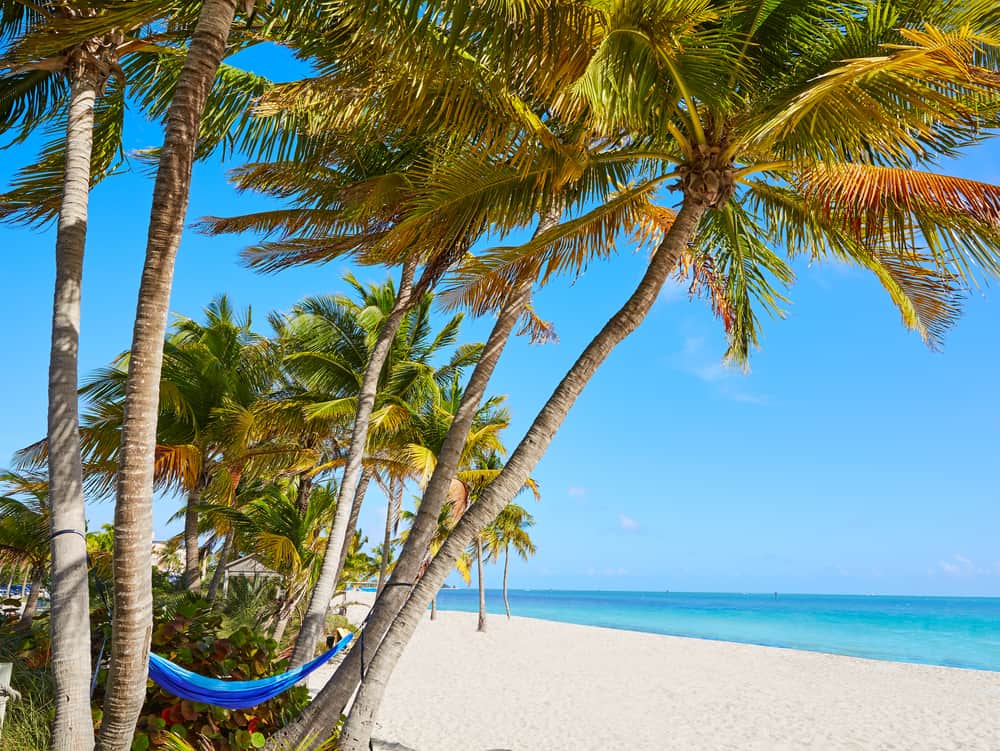 A cluster of palm trees with a hammock at Smathers Beach in Key West, one of the best beaches in Florida